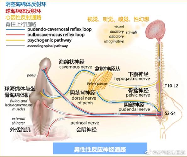 男生下面敏感点详解｜3步科学脱敏法实测有效两性知识-两性健康-两性心理-两性技巧两性知识丨两性健康--你想了解的我都知道
