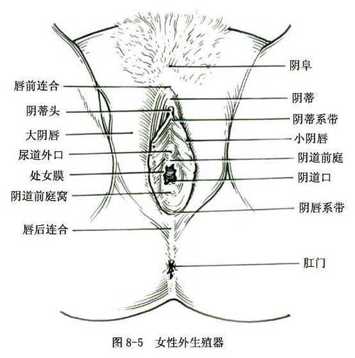 阴道前庭敏感难忍？5大自救法缓解90%不适！两性知识-两性健康-两性心理-两性技巧两性知识丨两性健康--你想了解的我都知道