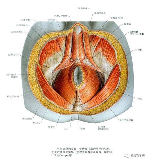 阴道前庭比较敏感
