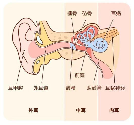 耳朵为什么是敏感区？男性耳朵敏感三大原因与科学应对两性知识-两性健康-两性心理-两性技巧两性知识丨两性健康--你想了解的我都知道