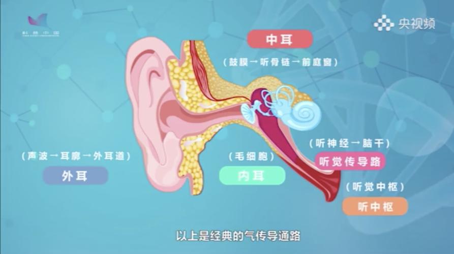 耳朵为什么是敏感区