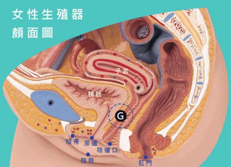 女人阴道的敏感点
