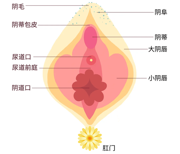 女性阴道敏感区